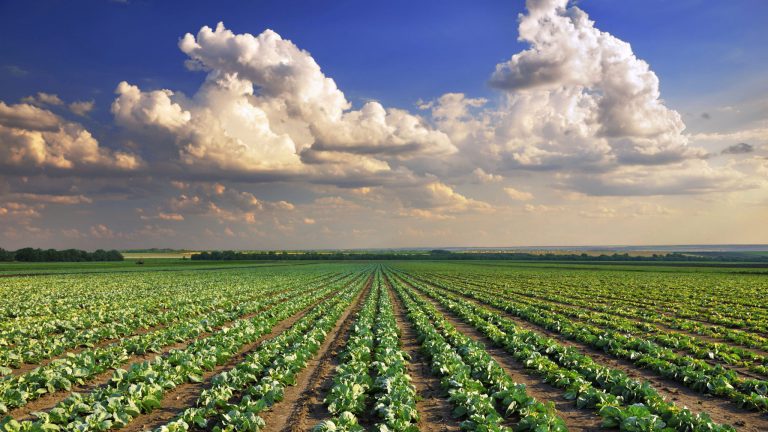 Temperate matters in agriculture – Global Food Security